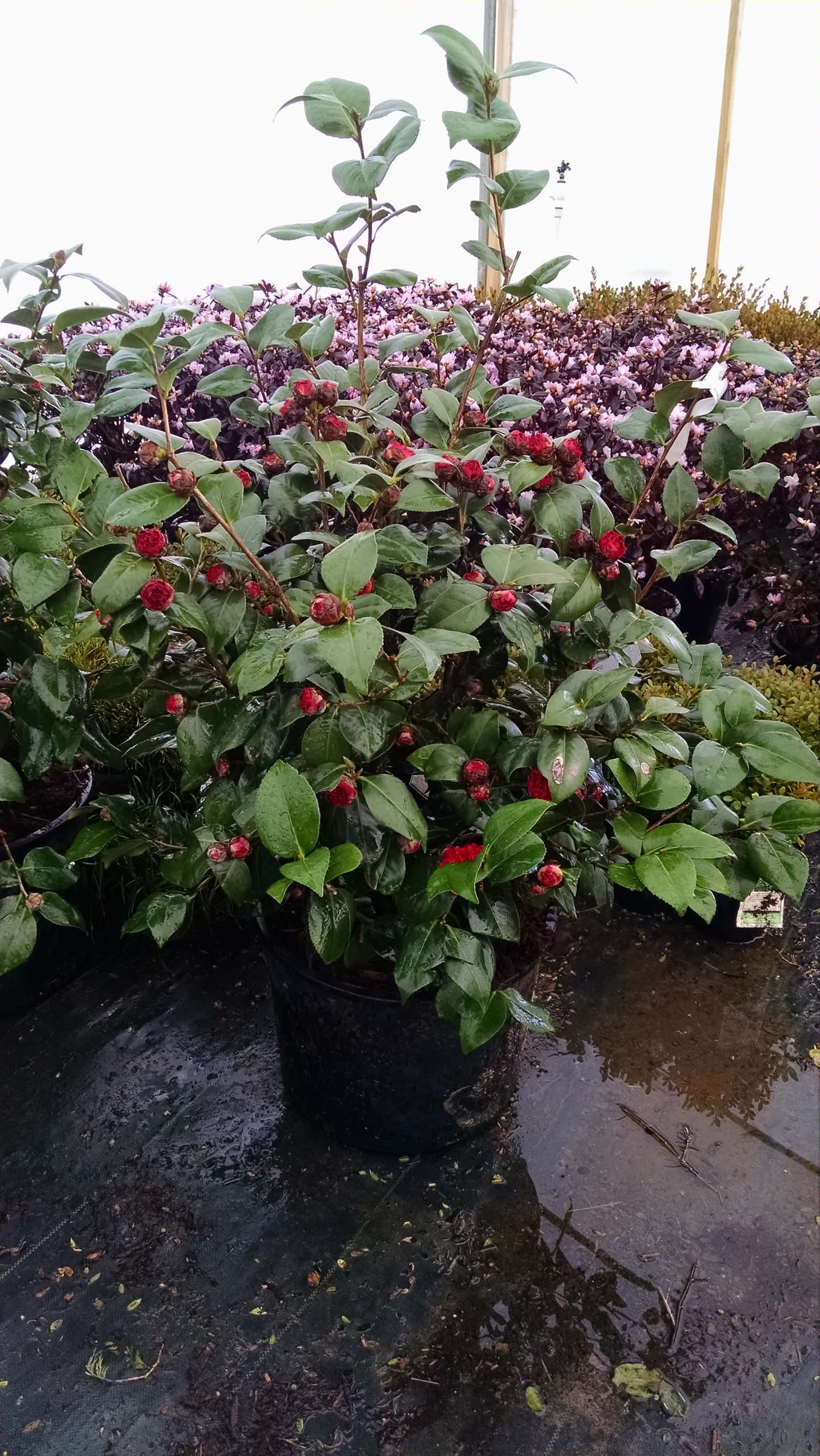 Как правильно: Посадить сад осенью