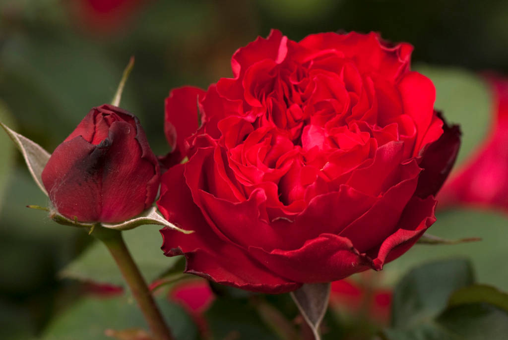 Розы в дизайне сада: Что они могут, а что нет