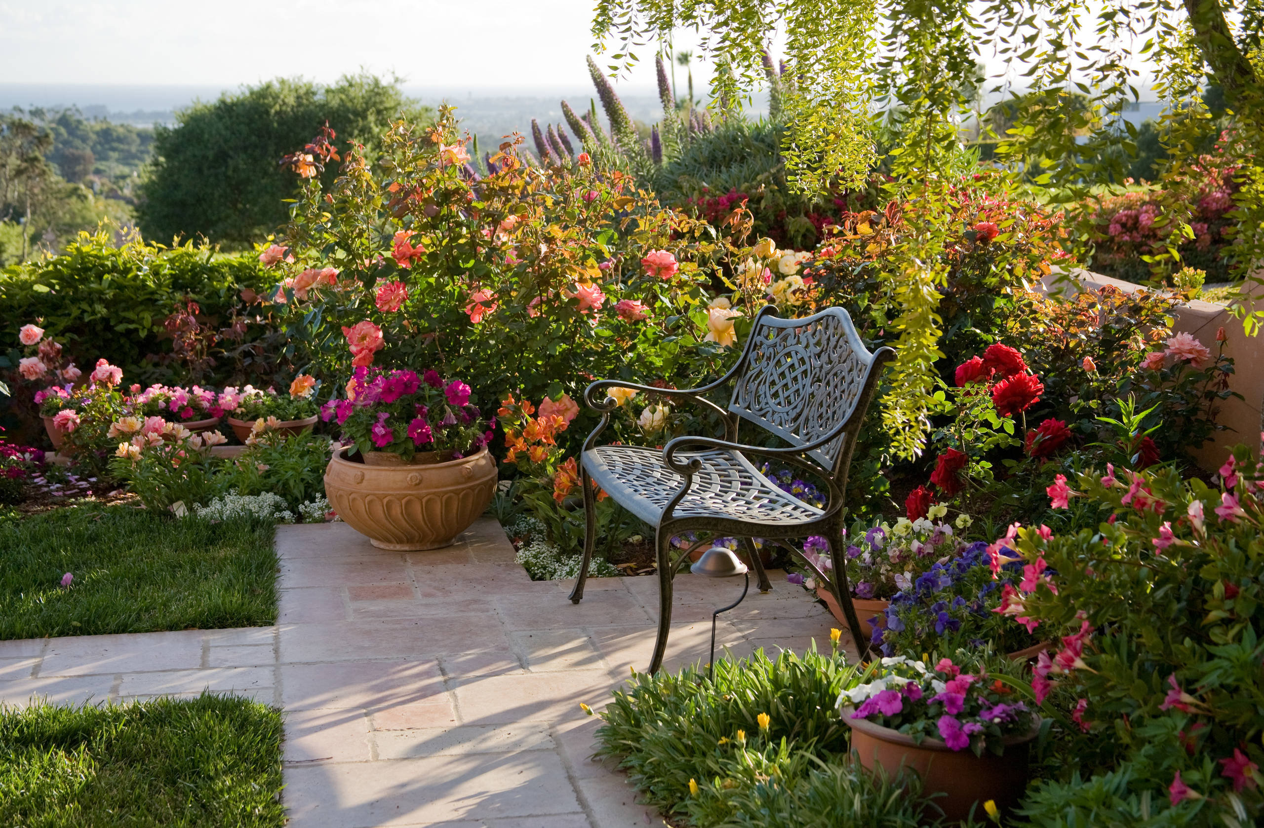 Розы в дизайне сада: Что они могут, а что нет