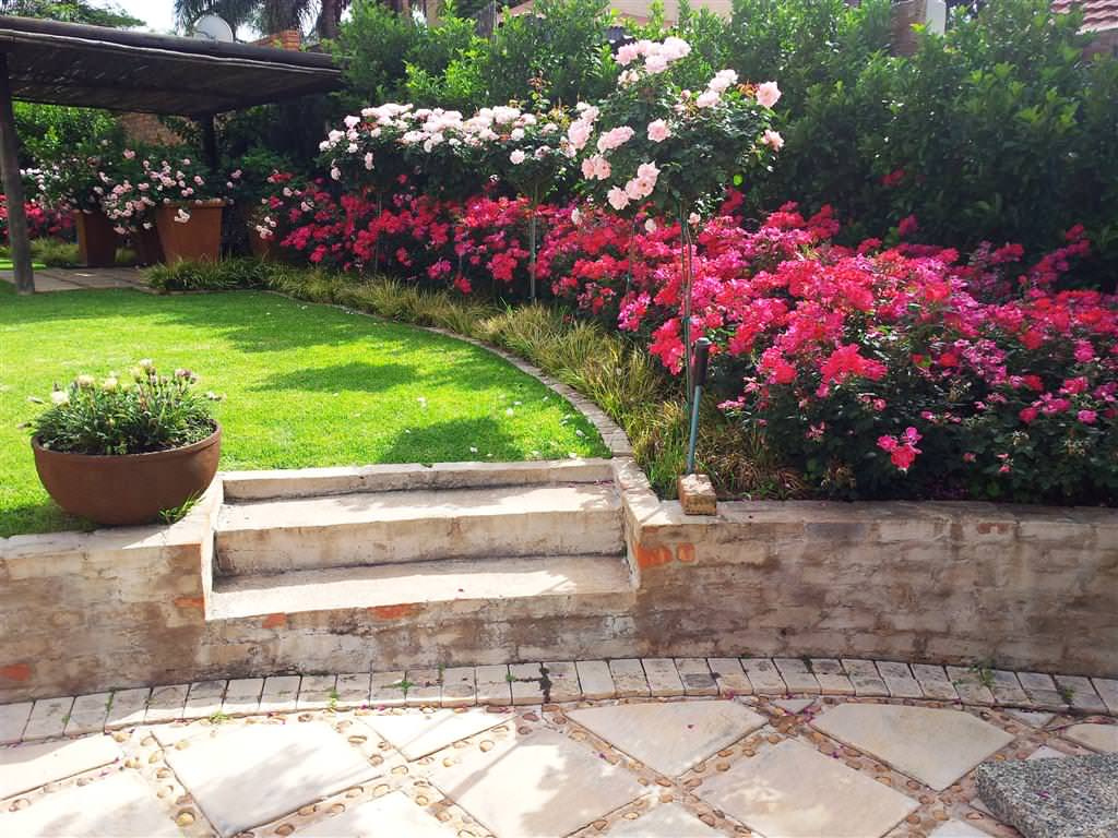 Розы в дизайне сада: Что они могут, а что нет