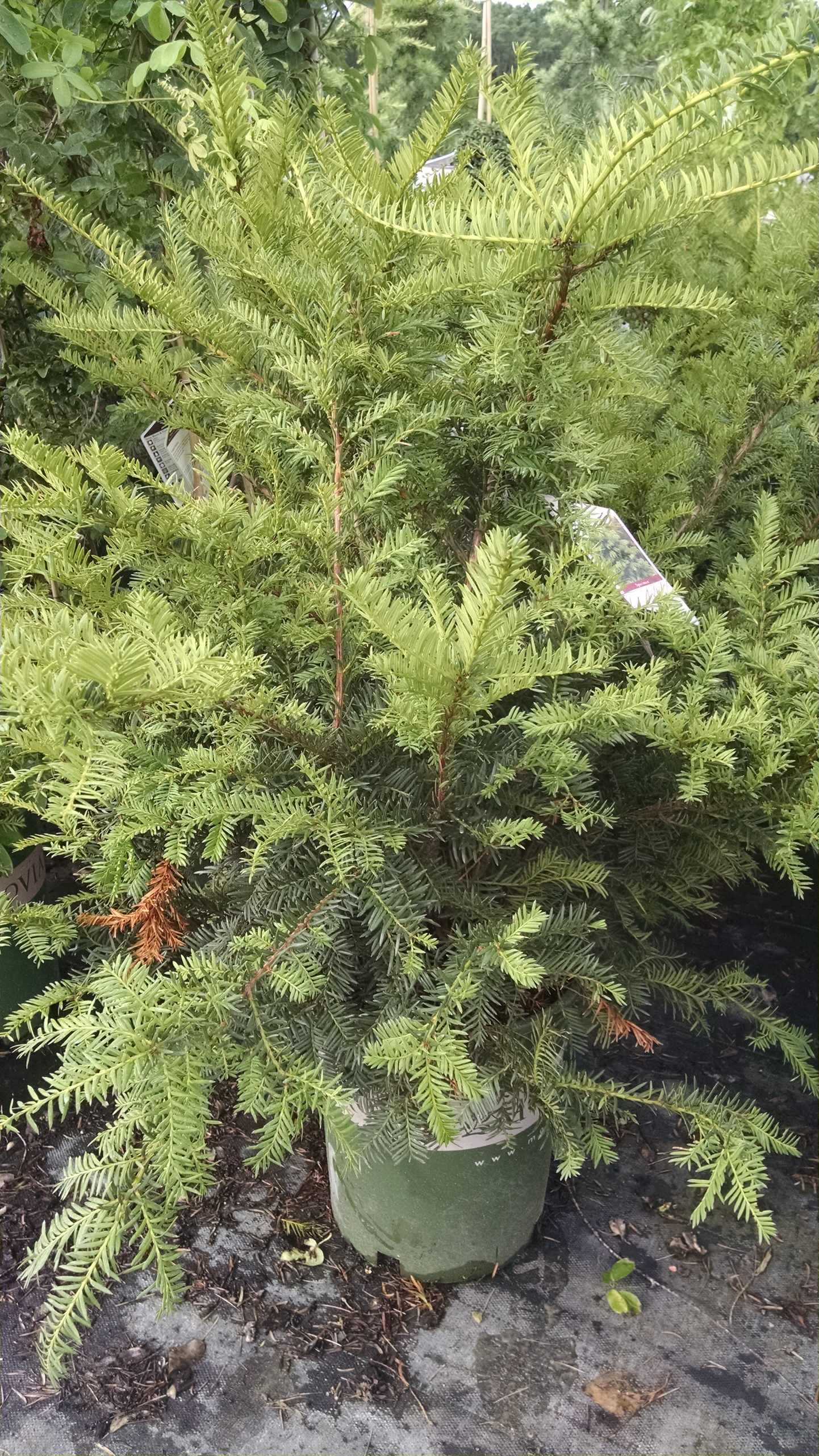 Как правильно: Посадить сад осенью