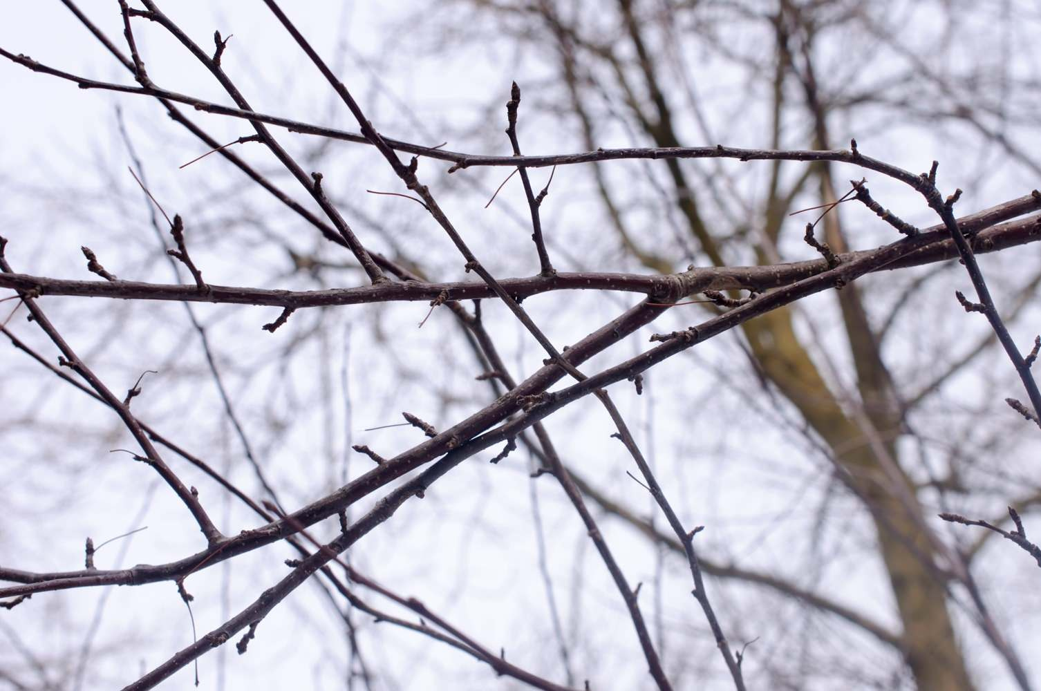 Вопрос: Какие работы важно проводить в саду зимой