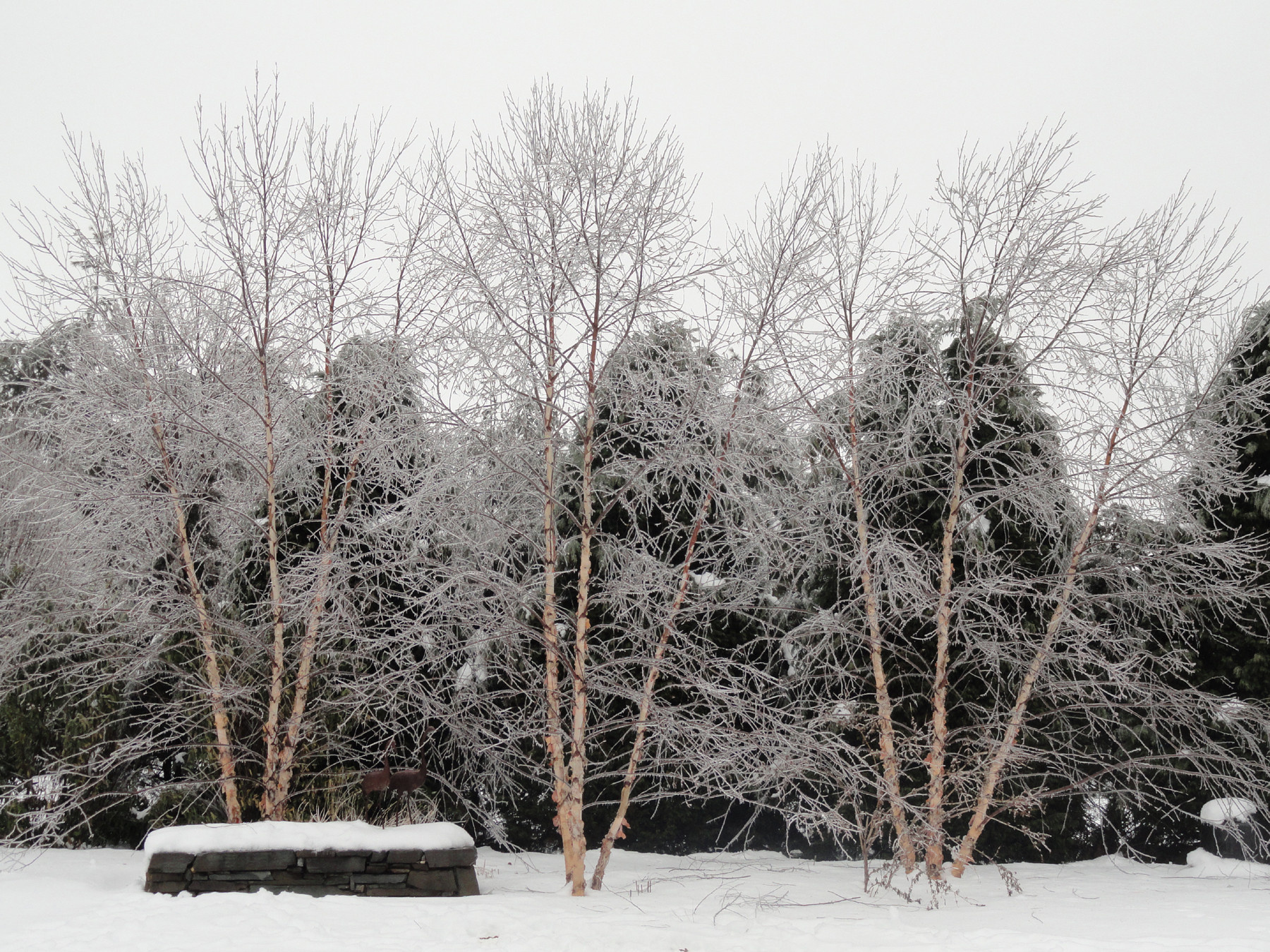 Вопрос: Какие работы важно проводить в саду зимой