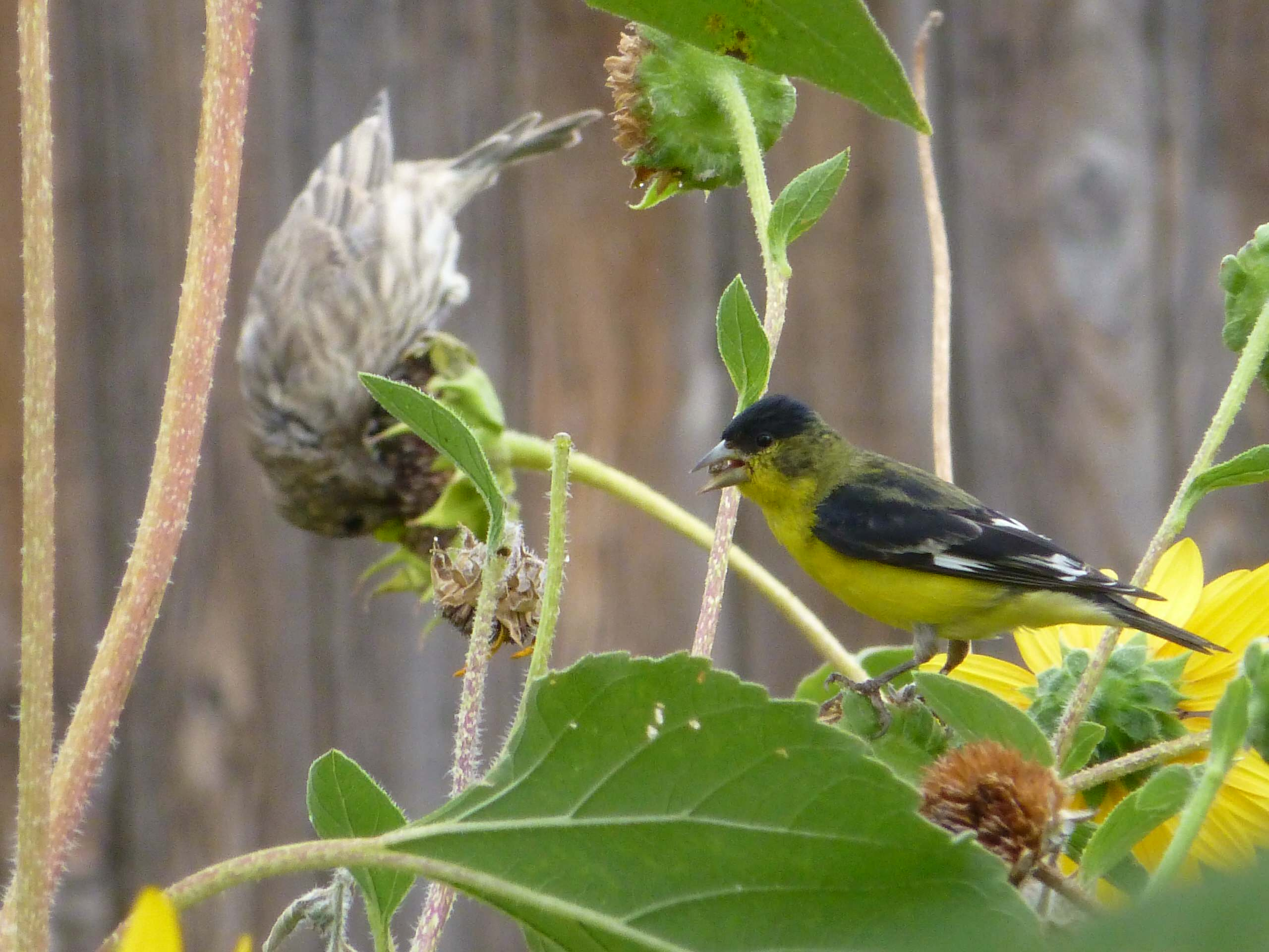 Планируем сад: Для кинестетиков, аудиалов и визуалов