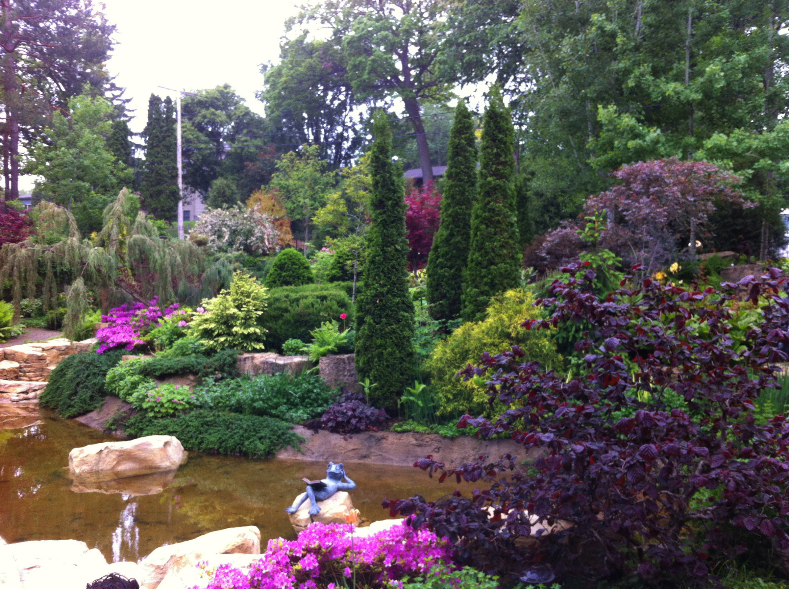 Хвойные растения в саду: Выбор и применение