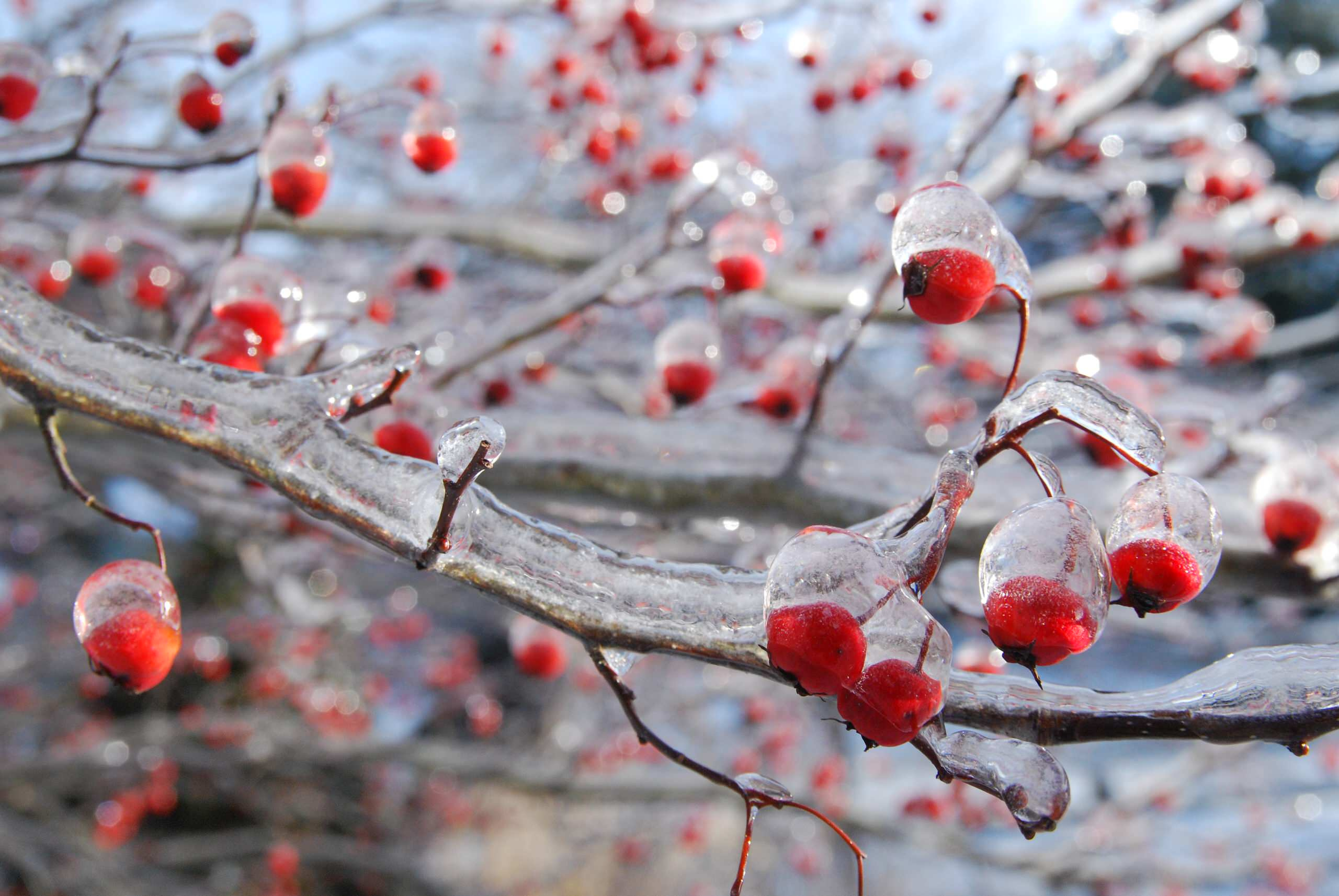 Зимний декор уличных кашпо: Репетиция к встрече Нового Года
