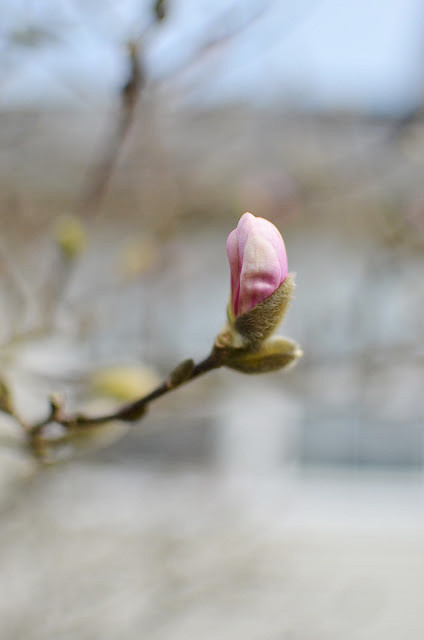 Houzz call: Покажите нам весну, которую вы видите из окна