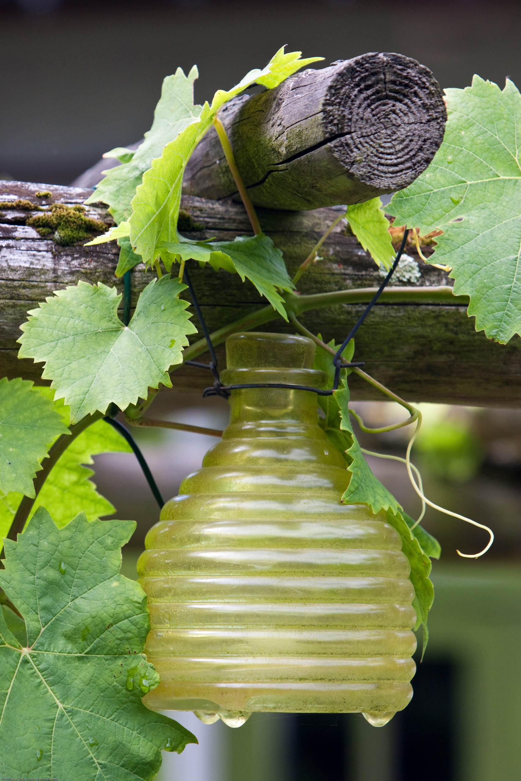 Сад недели: Романтическое убежище в Бельгии