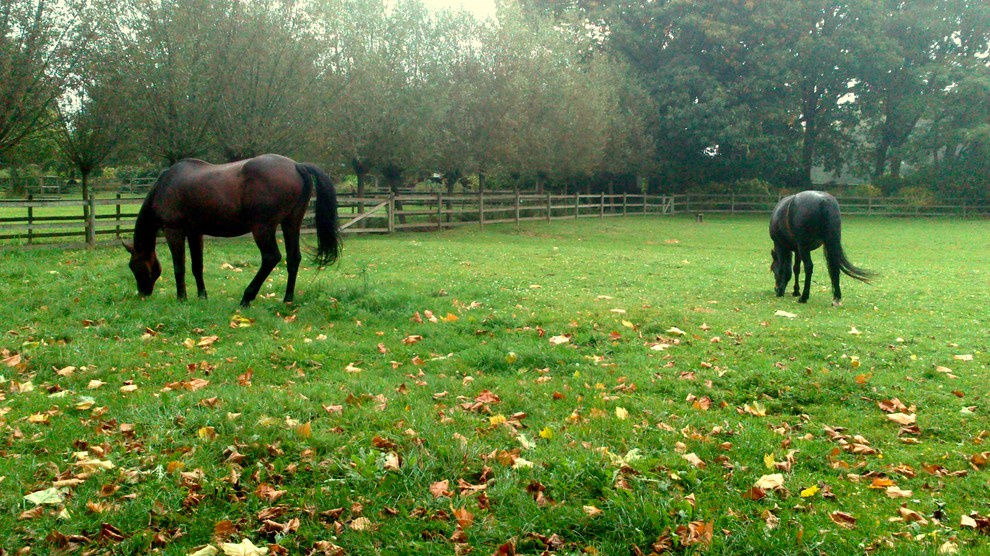 Сад недели: Романтическое убежище в Бельгии