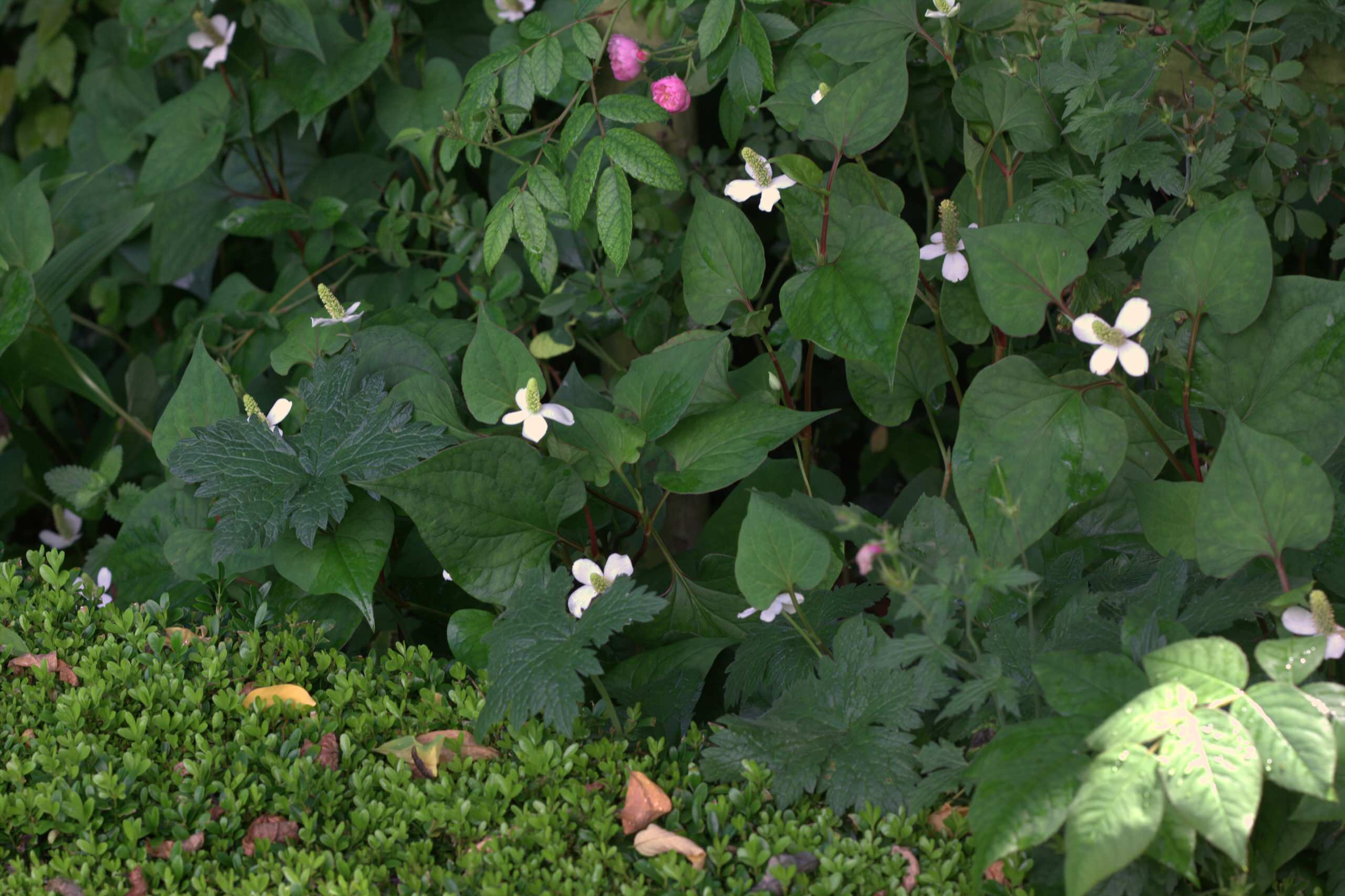 Сад недели: Романтическое убежище в Бельгии