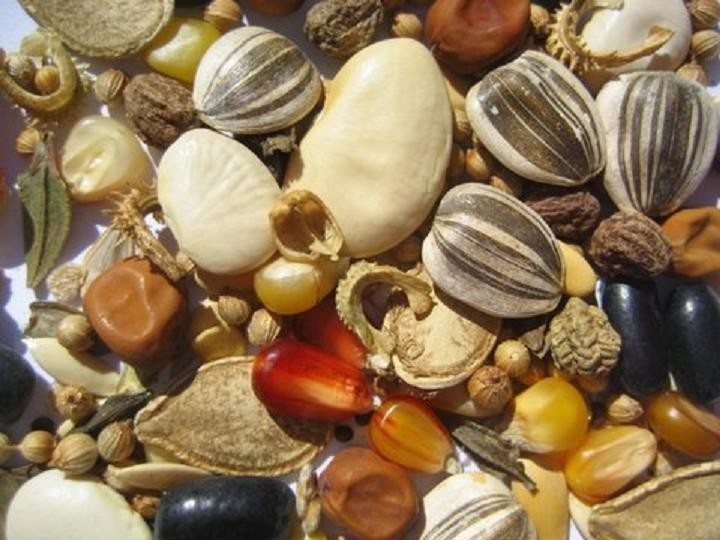 Готовимся к весне: Как выбрать семена для урожая будущего года