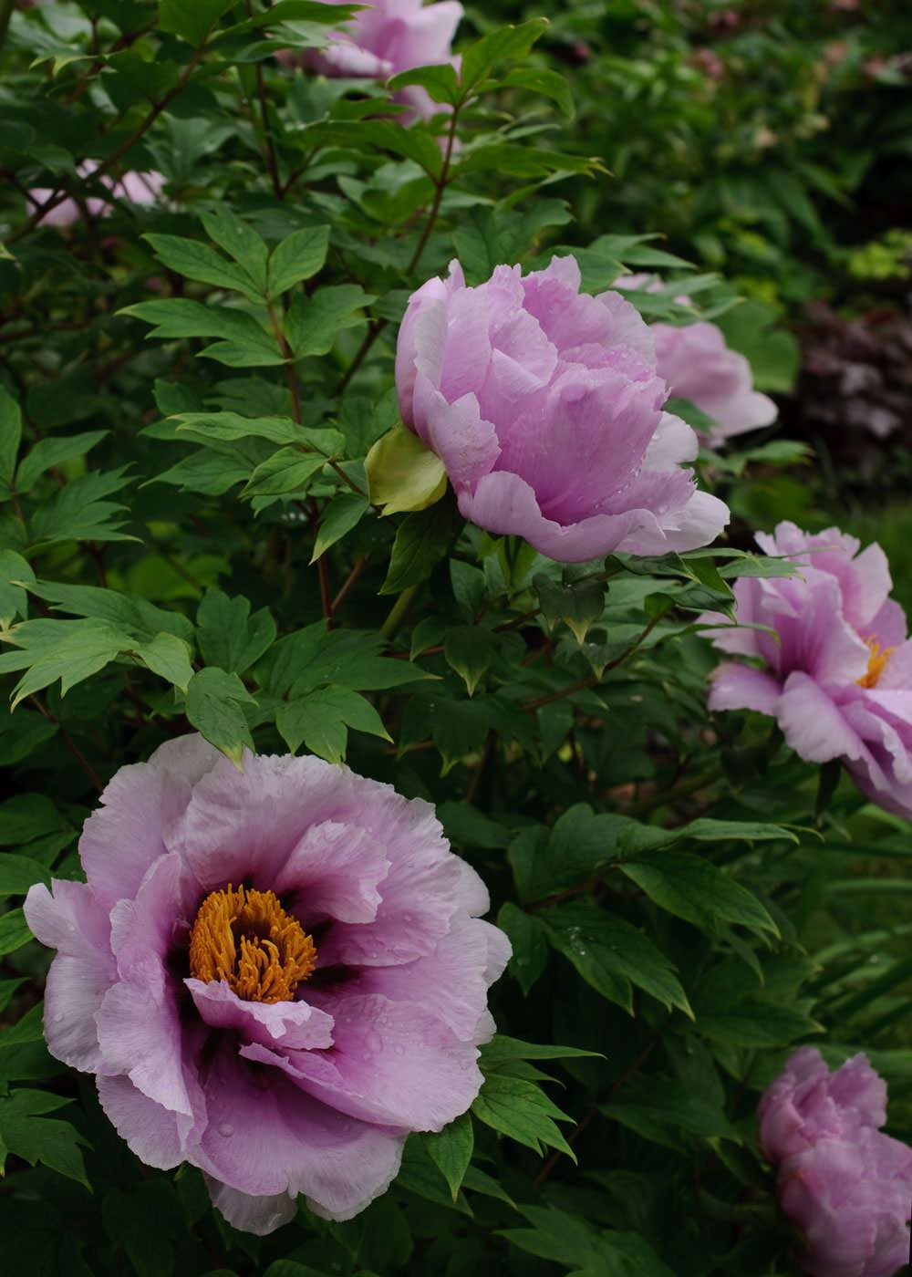 Готовимся к весне: Как выбрать семена для урожая будущего года