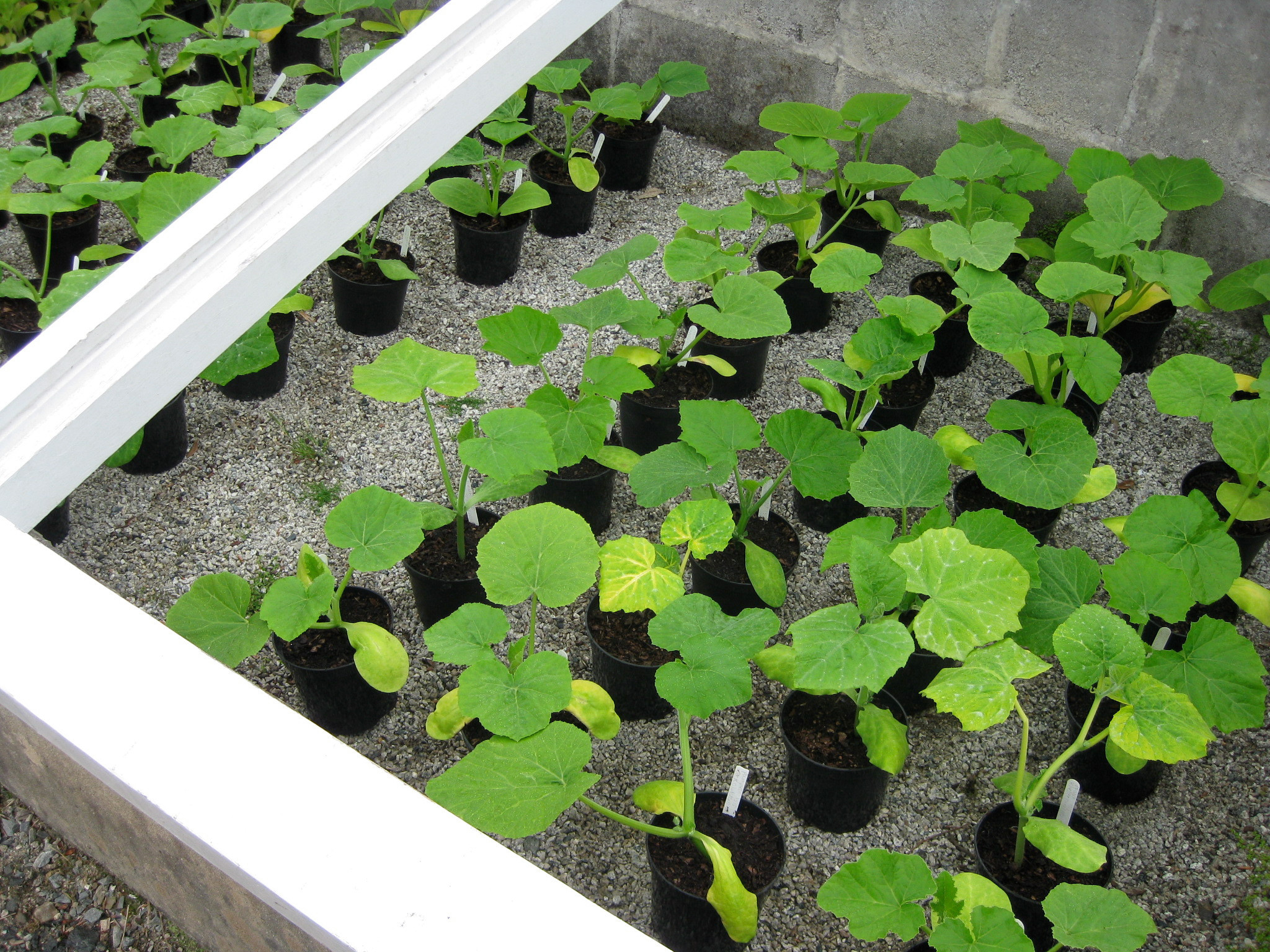 Готовимся к весне: Как выбрать семена для урожая будущего года