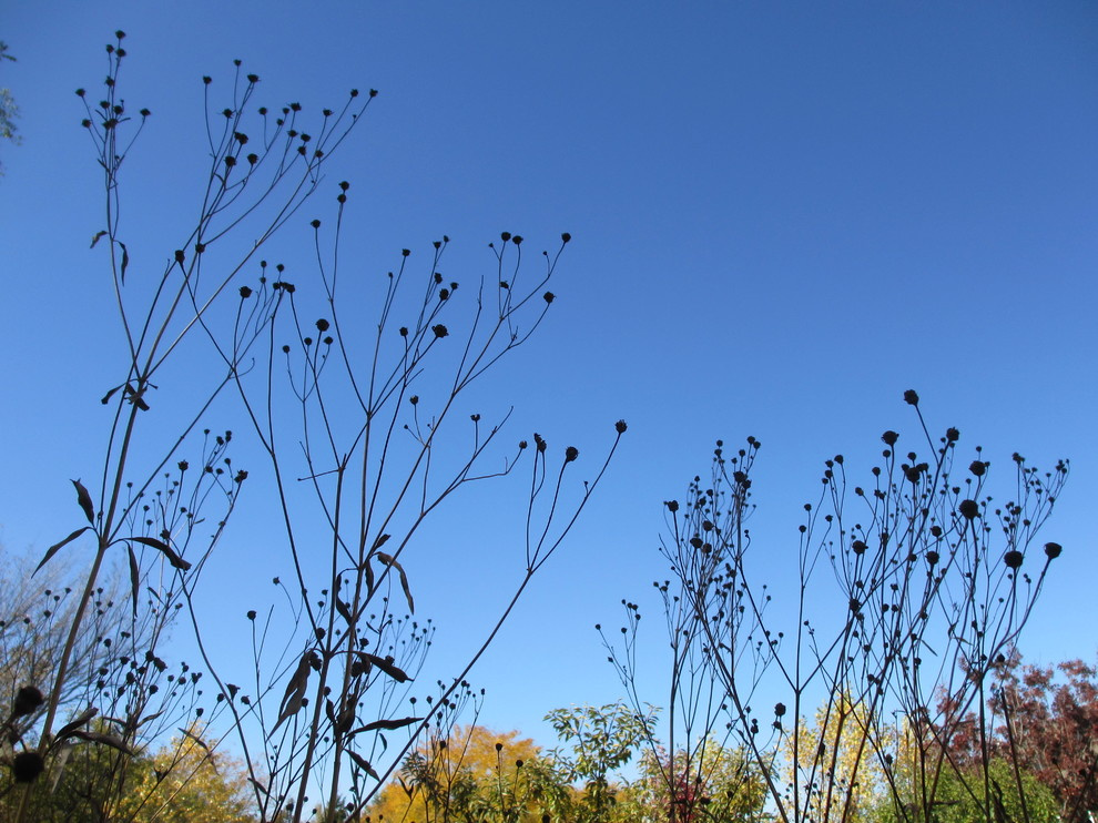 Houzz call: Покажите нам золотую осень, которую вы видите из окна