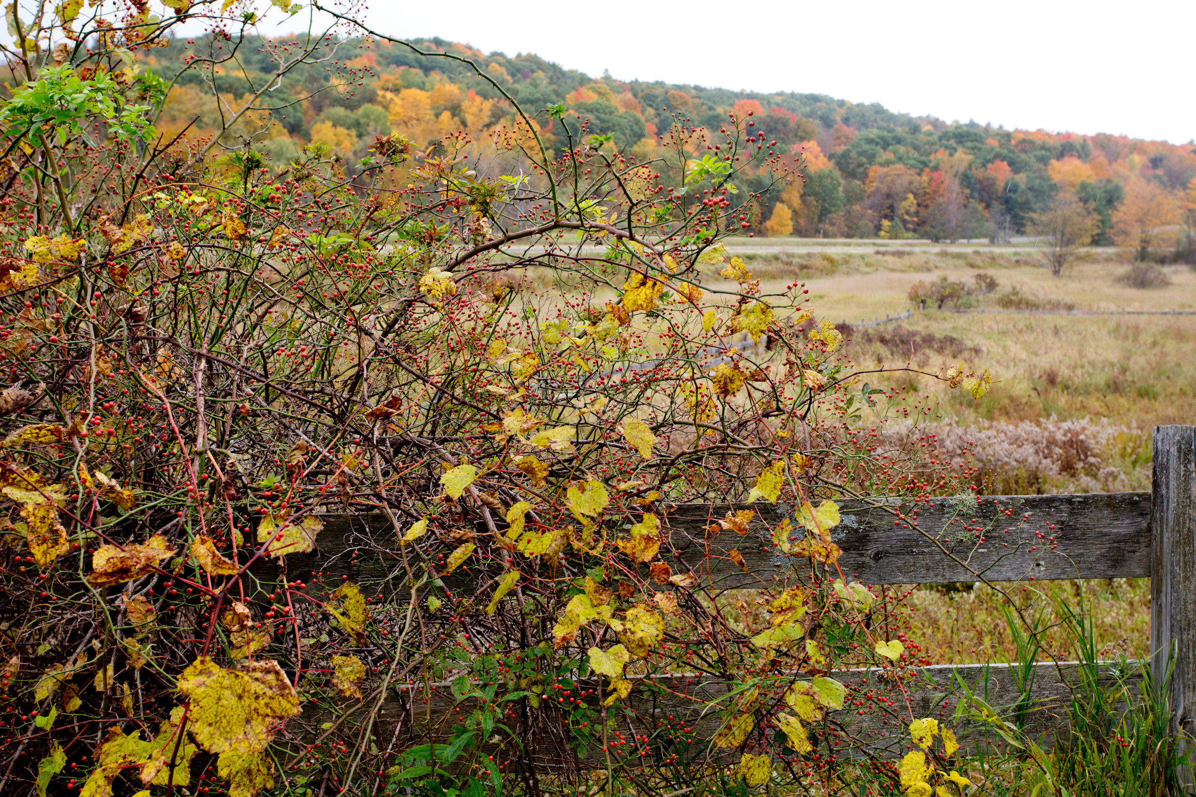 Houzz call: Покажите нам золотую осень, которую вы видите из окна