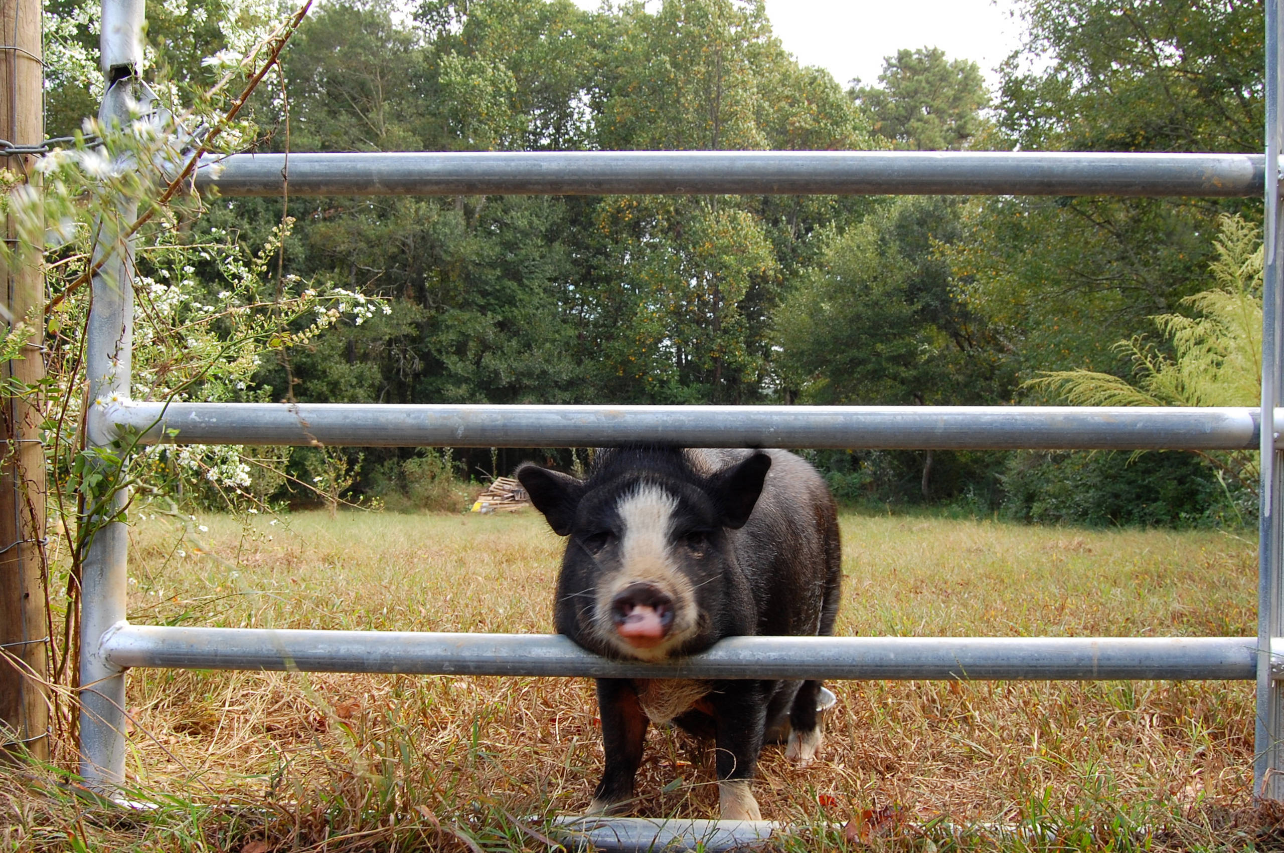 Нестандартные животные в стандартной квартире
