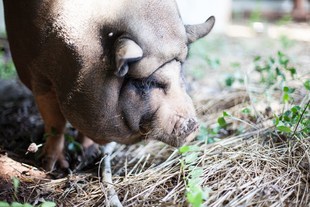 Нестандартные животные в стандартной квартире