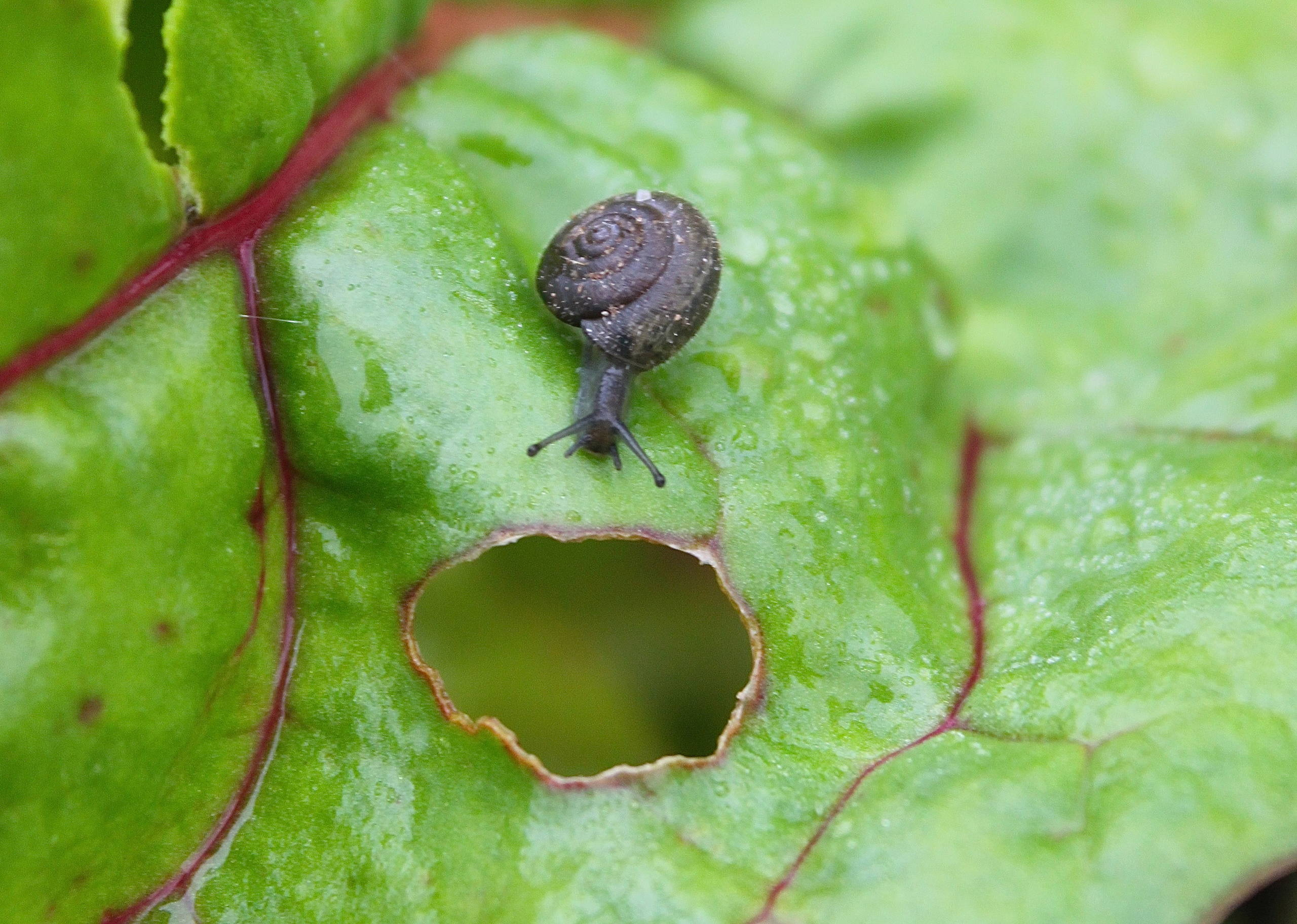 Нестандартные животные в стандартной квартире