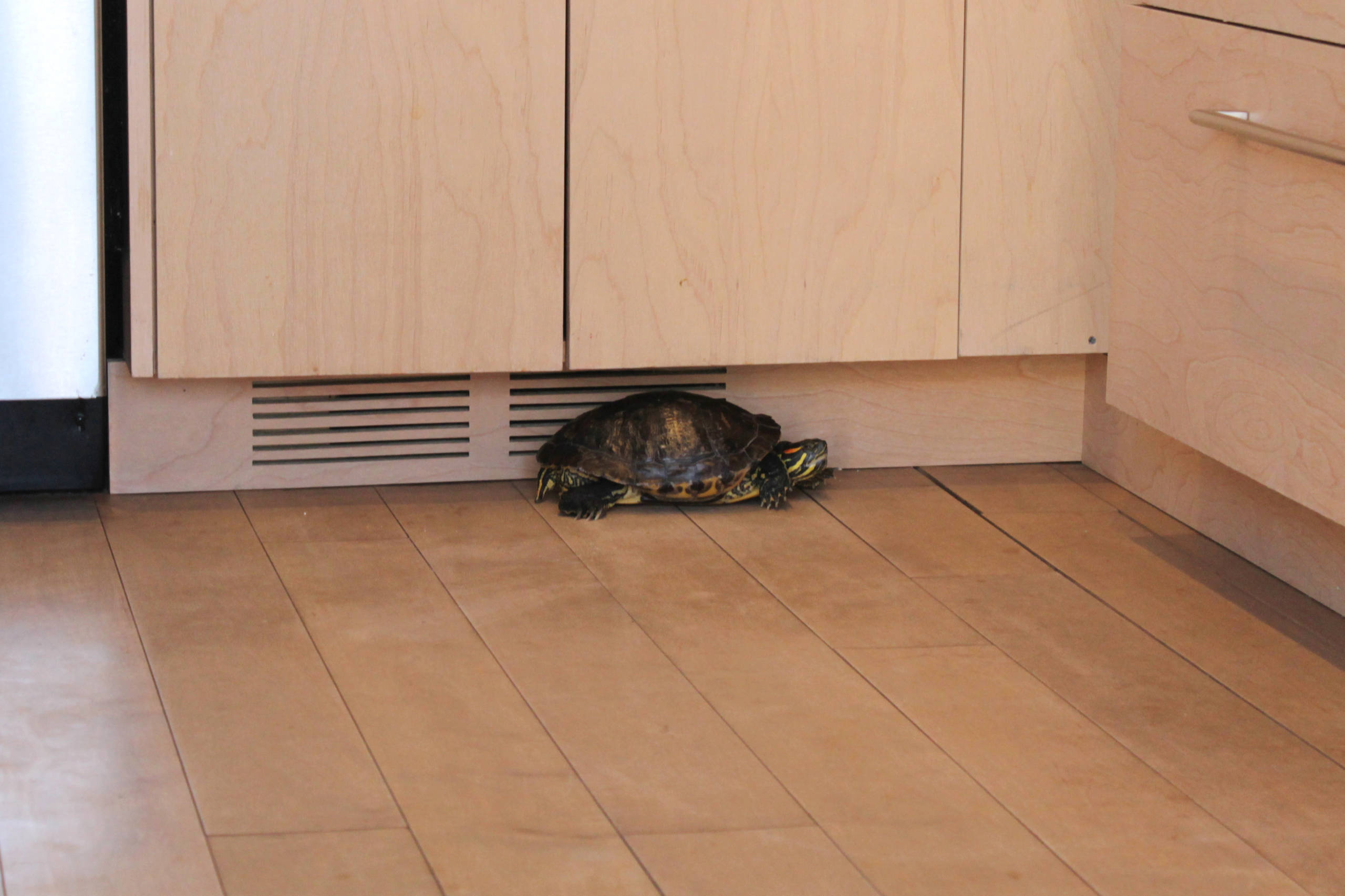 Нестандартные животные в стандартной квартире