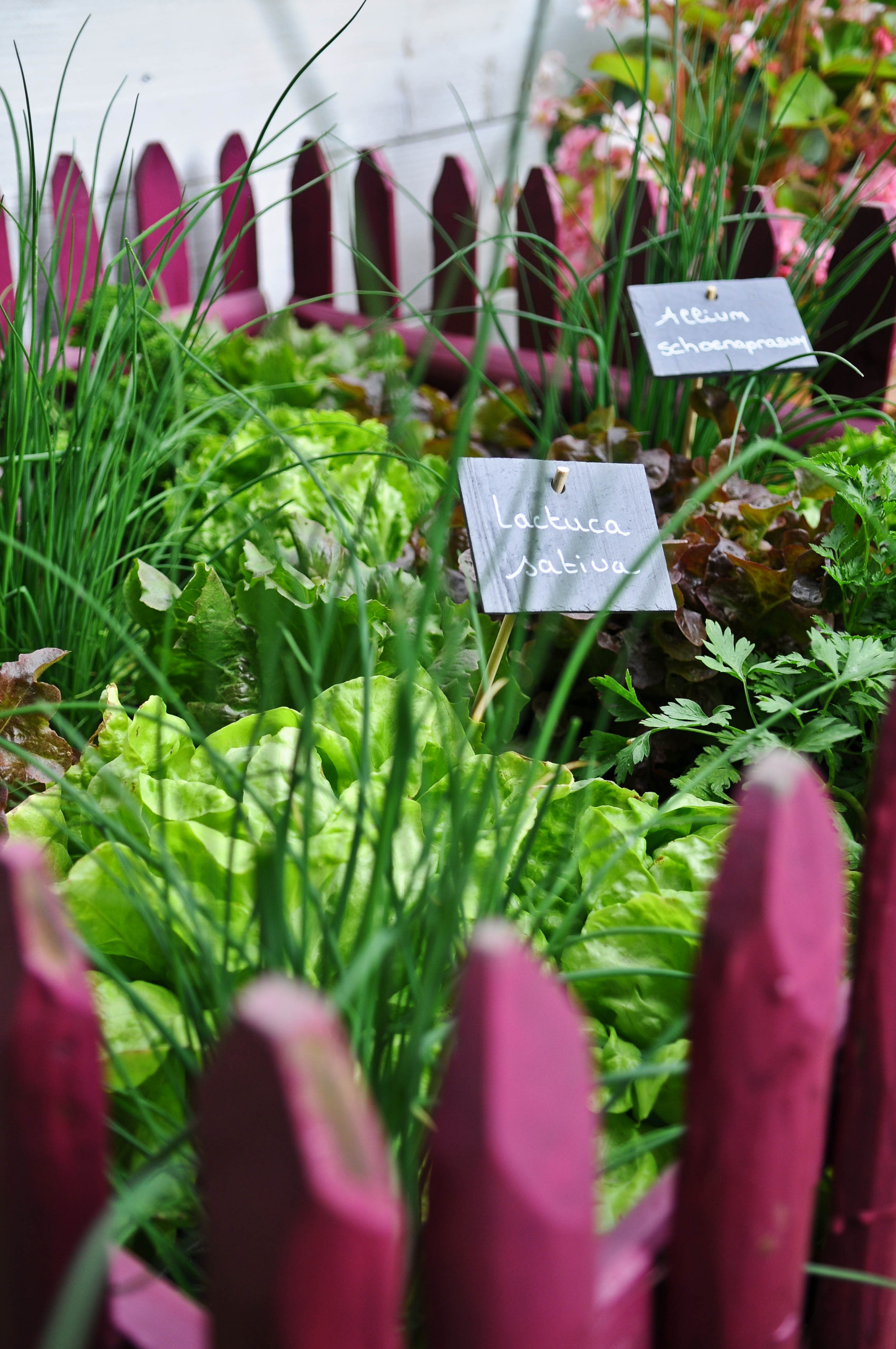 Огород легкого ухода? — Шутить изволите