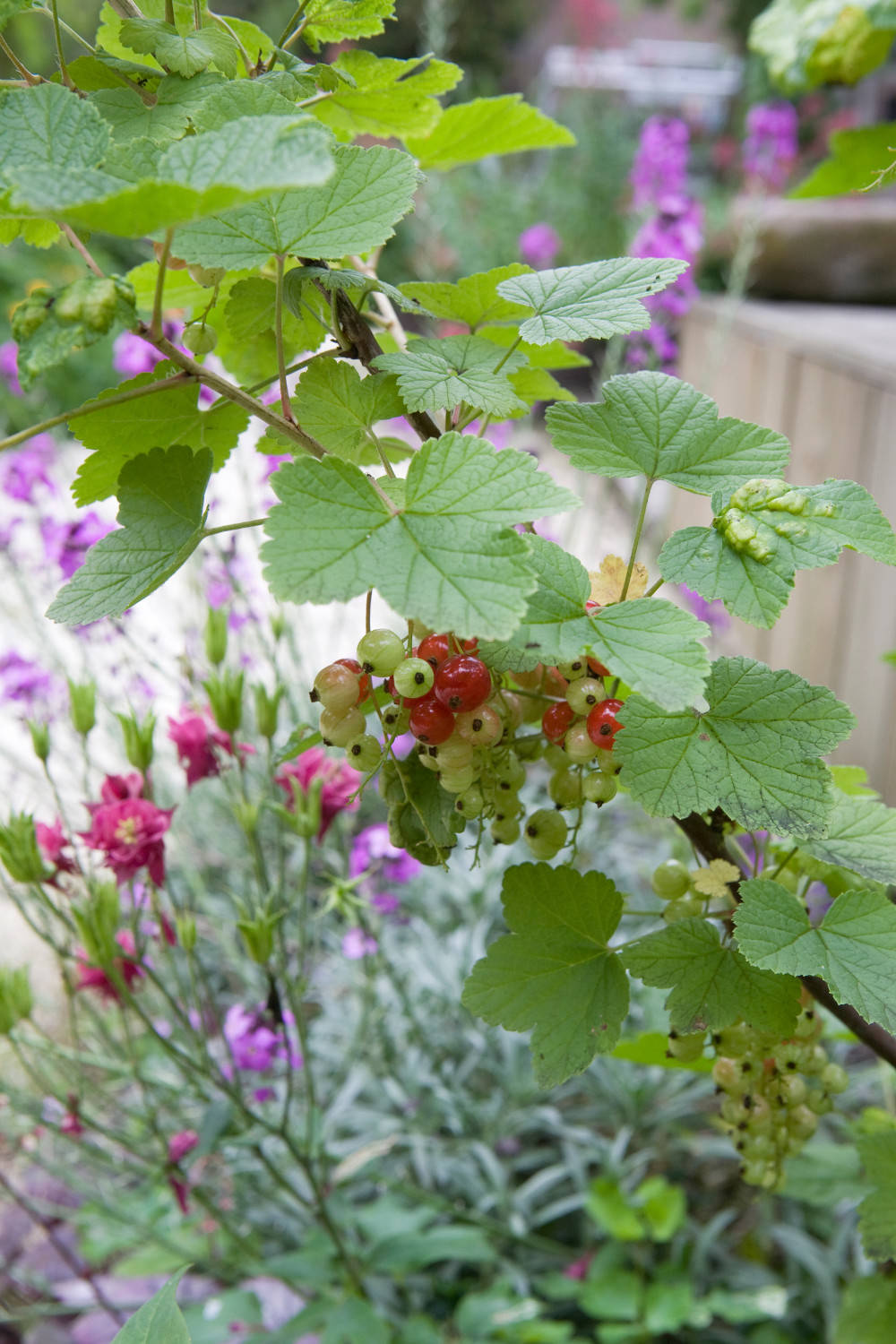Огород легкого ухода? — Шутить изволите