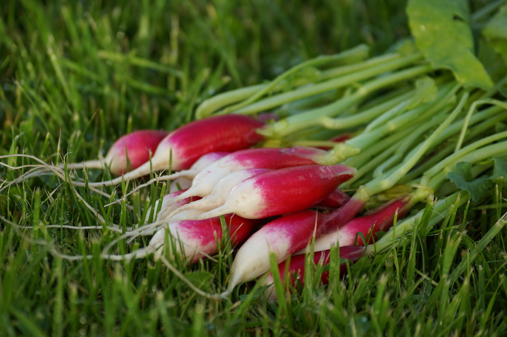 Огород легкого ухода? — Шутить изволите