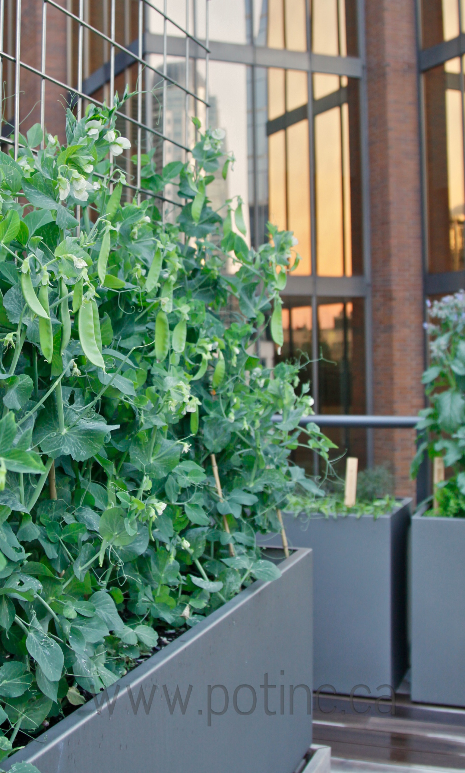 Огород легкого ухода? — Шутить изволите