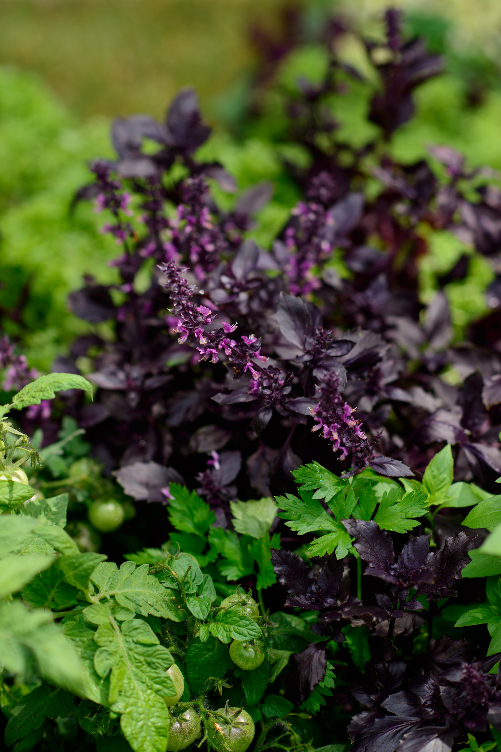 Огород легкого ухода? — Шутить изволите