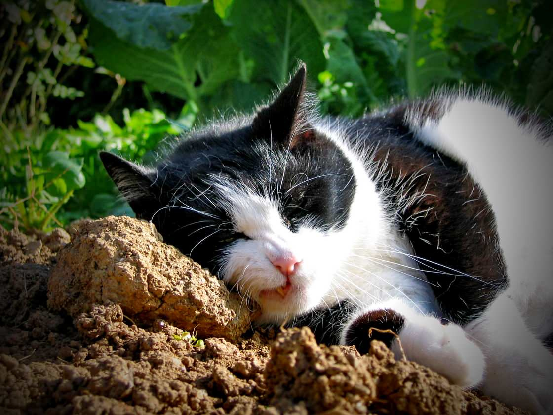 Огород легкого ухода? — Шутить изволите