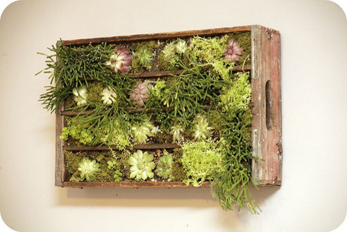 Откуда корни растут: Нестандартные идеи озеленения дома