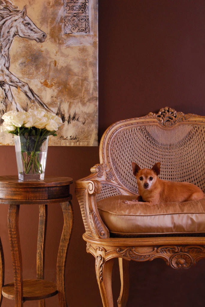 Что могут рассказать о дизайне интерьера чихуахуа