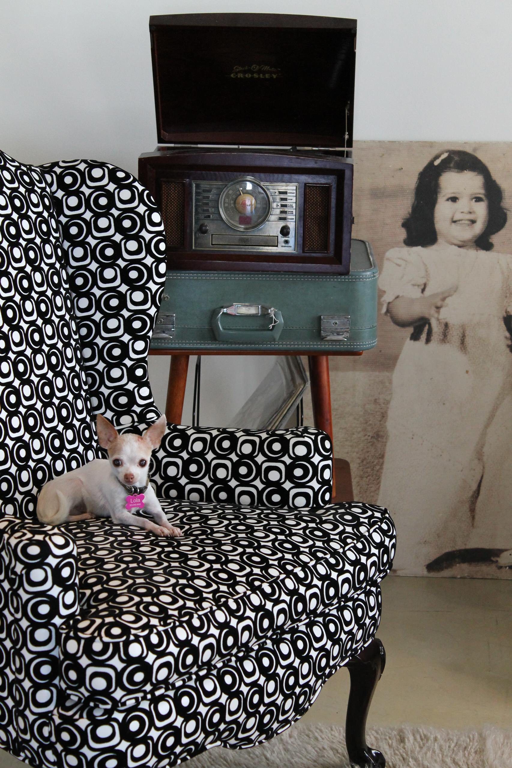 Что могут рассказать о дизайне интерьера чихуахуа