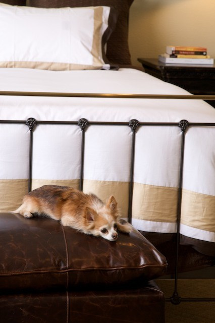 Что могут рассказать о дизайне интерьера чихуахуа