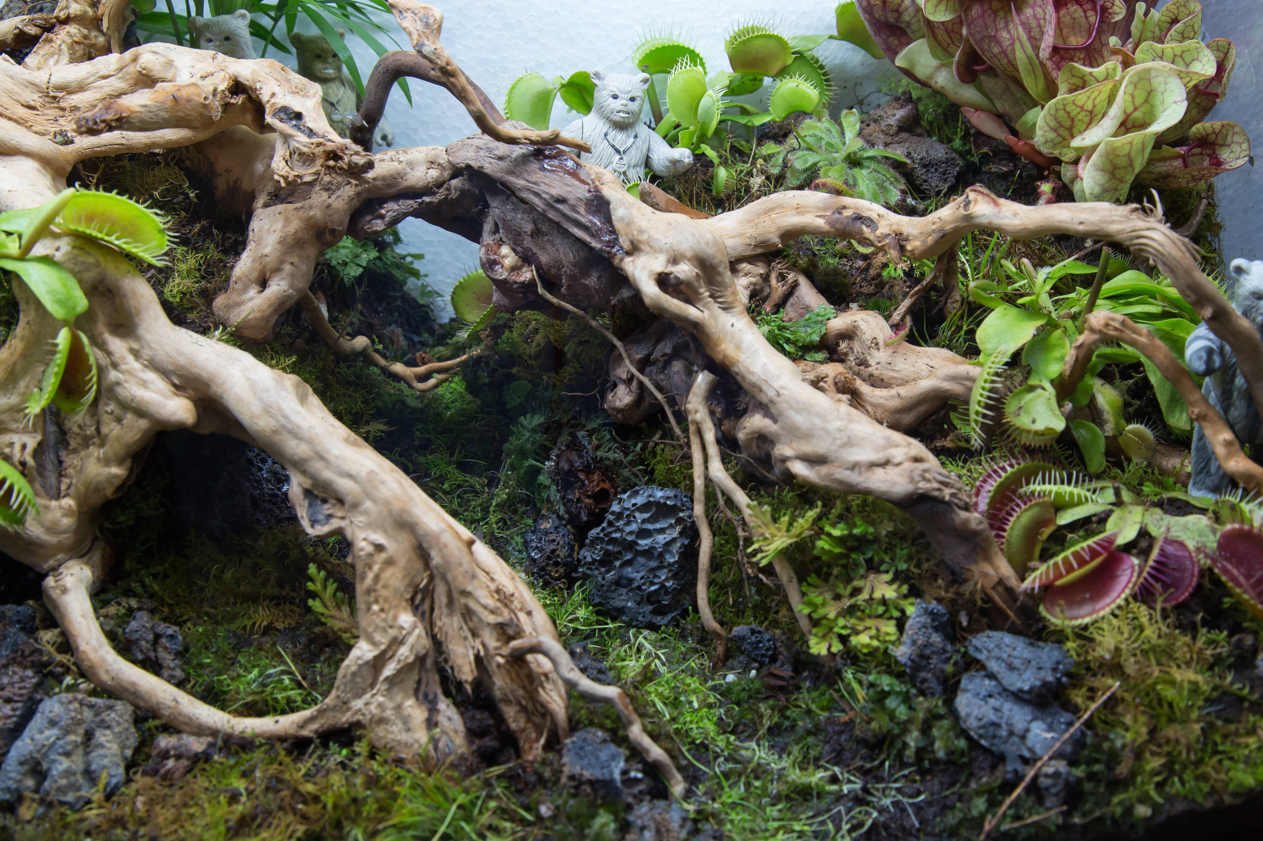 Houzz юмор: Террариум, стилизованный по фильму Star Wars