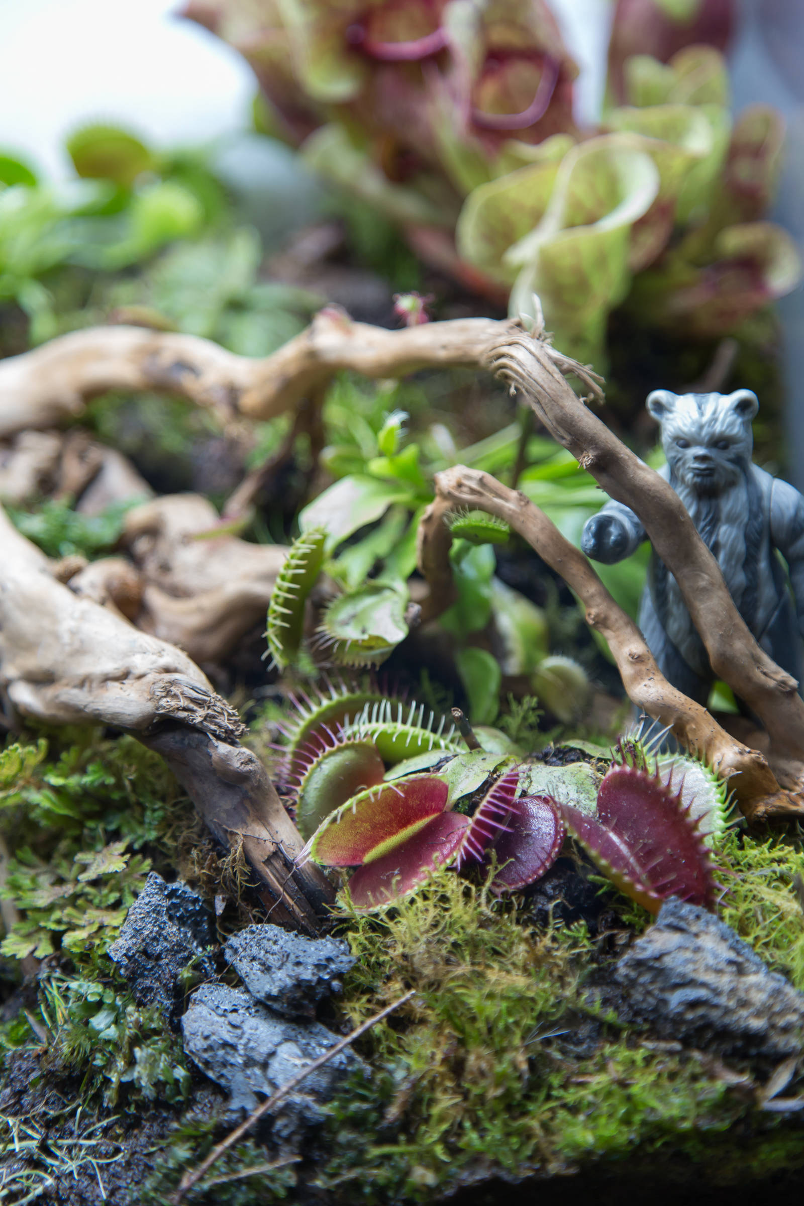 Houzz юмор: Террариум, стилизованный по фильму Star Wars