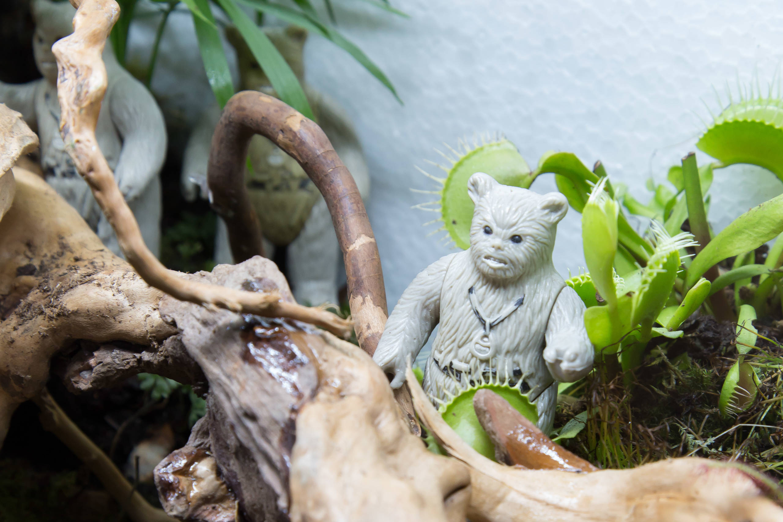 Houzz юмор: Террариум, стилизованный по фильму Star Wars