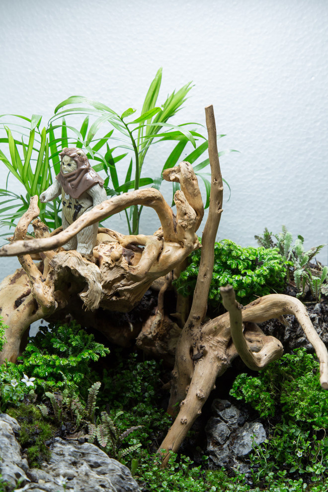 Houzz юмор: Террариум, стилизованный по фильму Star Wars