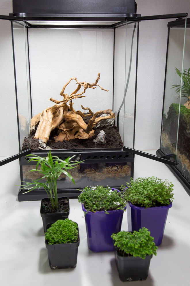 Houzz юмор: Террариум, стилизованный по фильму Star Wars