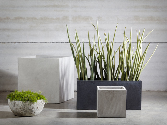 Живая стена: Растения, которые дарят уединение