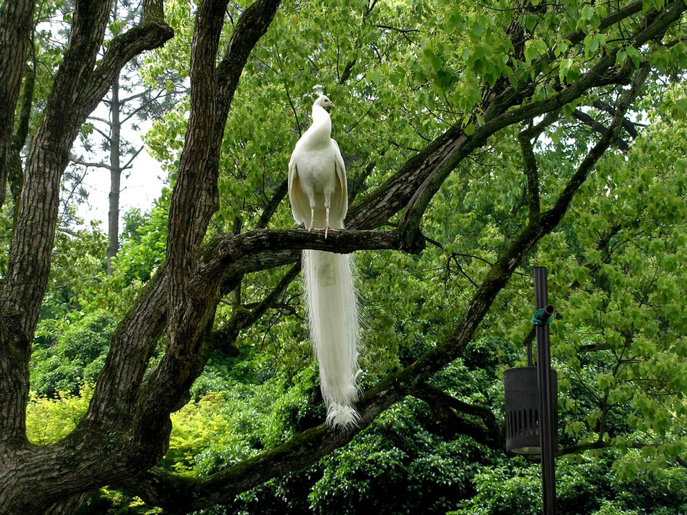 Houzz Гватемала: Райский сад, в котором всегда царит весна