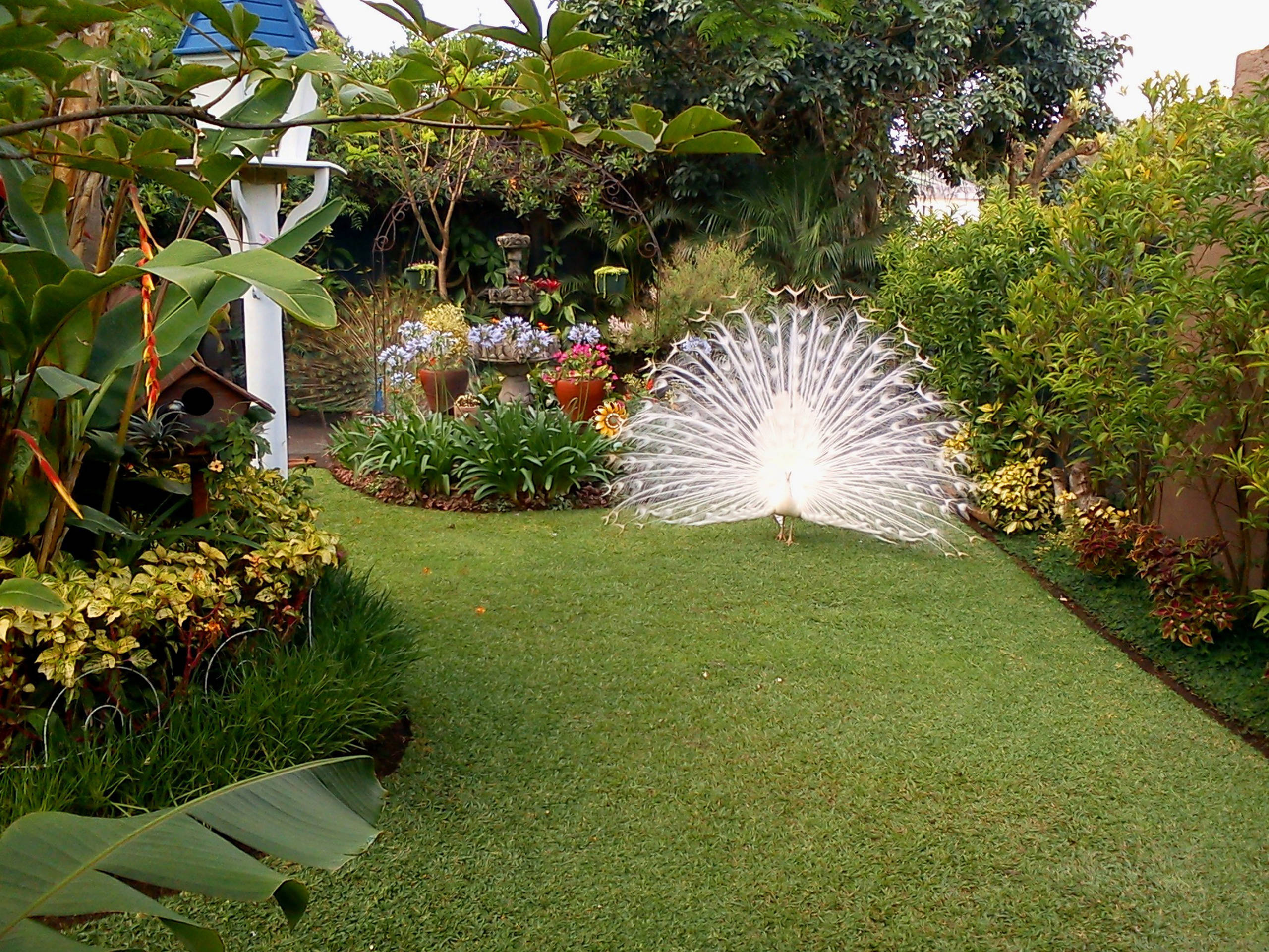 Houzz Гватемала: Райский сад, в котором всегда царит весна