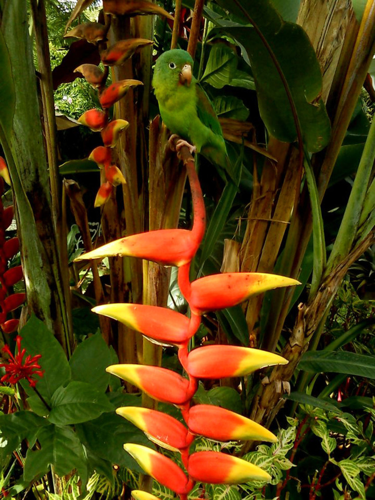 Houzz Гватемала: Райский сад, в котором всегда царит весна