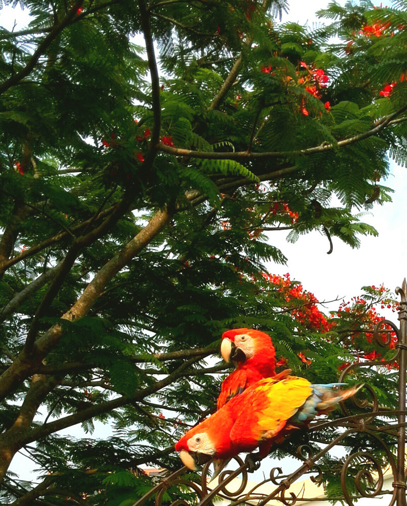 Houzz Гватемала: Райский сад, в котором всегда царит весна