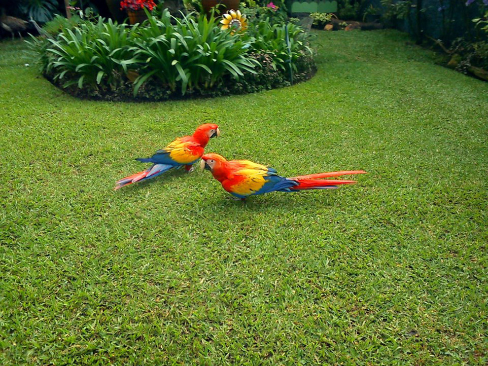 Houzz Гватемала: Райский сад, в котором всегда царит весна