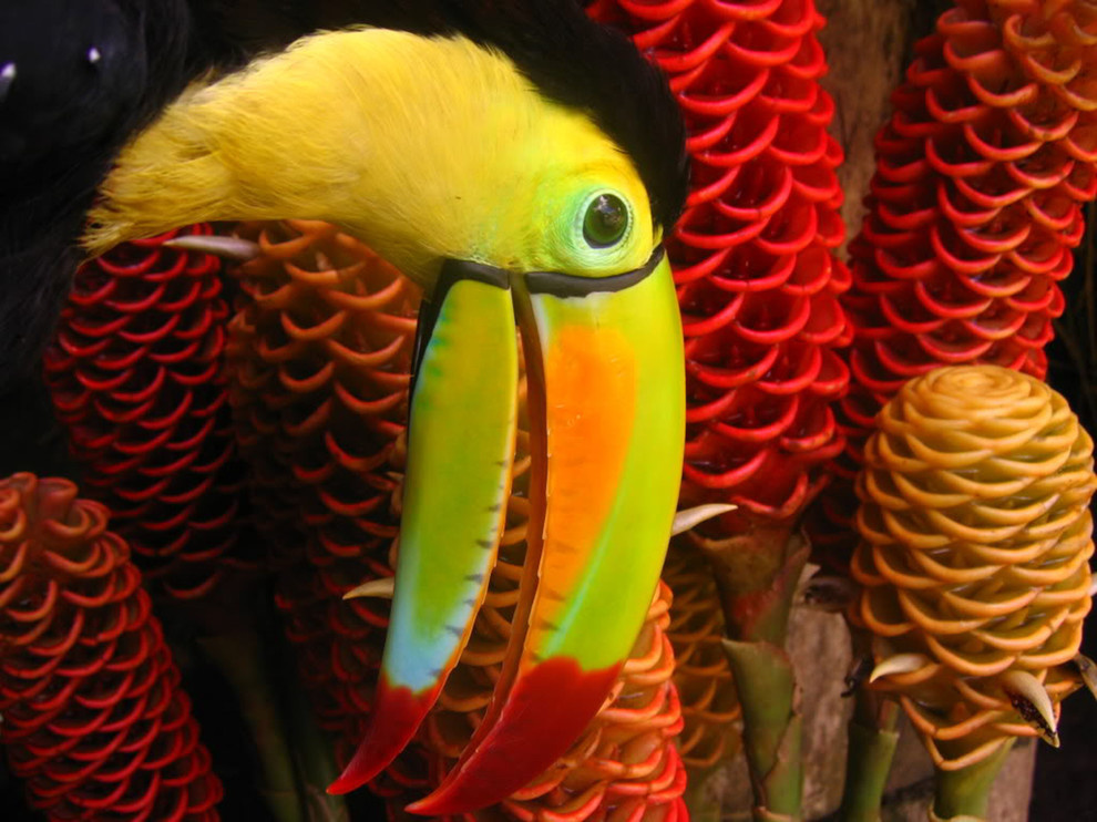 Houzz Гватемала: Райский сад, в котором всегда царит весна