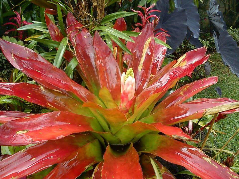 Houzz Гватемала: Райский сад, в котором всегда царит весна