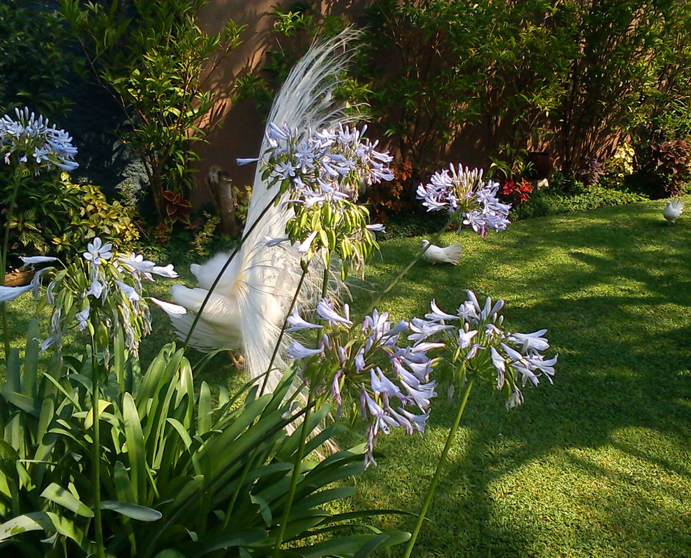 Houzz Гватемала: Райский сад, в котором всегда царит весна