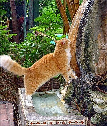 Кошкин сад: Как превратить свой участок в любимое место питомца