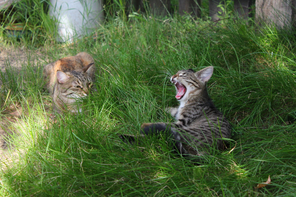 Кошкин сад: Как превратить свой участок в любимое место питомца