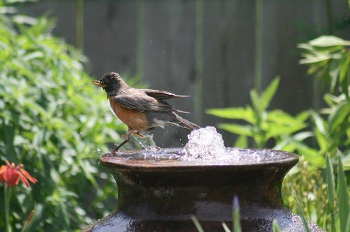 Кошкин сад: Как превратить свой участок в любимое место питомца